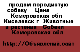  продам породистую собаку  › Цена ­ 2 000 - Кемеровская обл., Киселевск г. Животные и растения » Собаки   . Кемеровская обл.